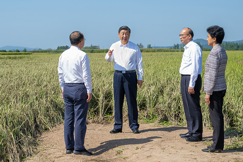9月6日至8日，，，，中共中央总书记、国家主席、中央军委主席习近平在黑龙江考察。。。。。。这是7日上午，，，，习近平在遭受洪涝灾难的哈尔滨尚志市老街基乡龙王庙村，，，，观察水稻受灾情形。。。。。。