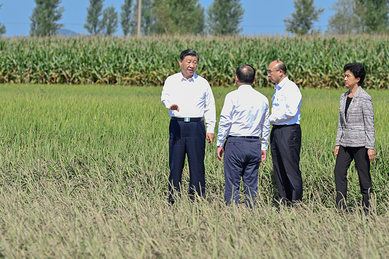 9月6日至8日，，，，中共中央总书记、国家主席、中央军委主席习近平在黑龙江考察。。。。。。这是7日上午，，，，习近平在遭受洪涝灾难的哈尔滨尚志市老街基乡龙王庙村，，，，观察水稻受灾情形。。。。。。